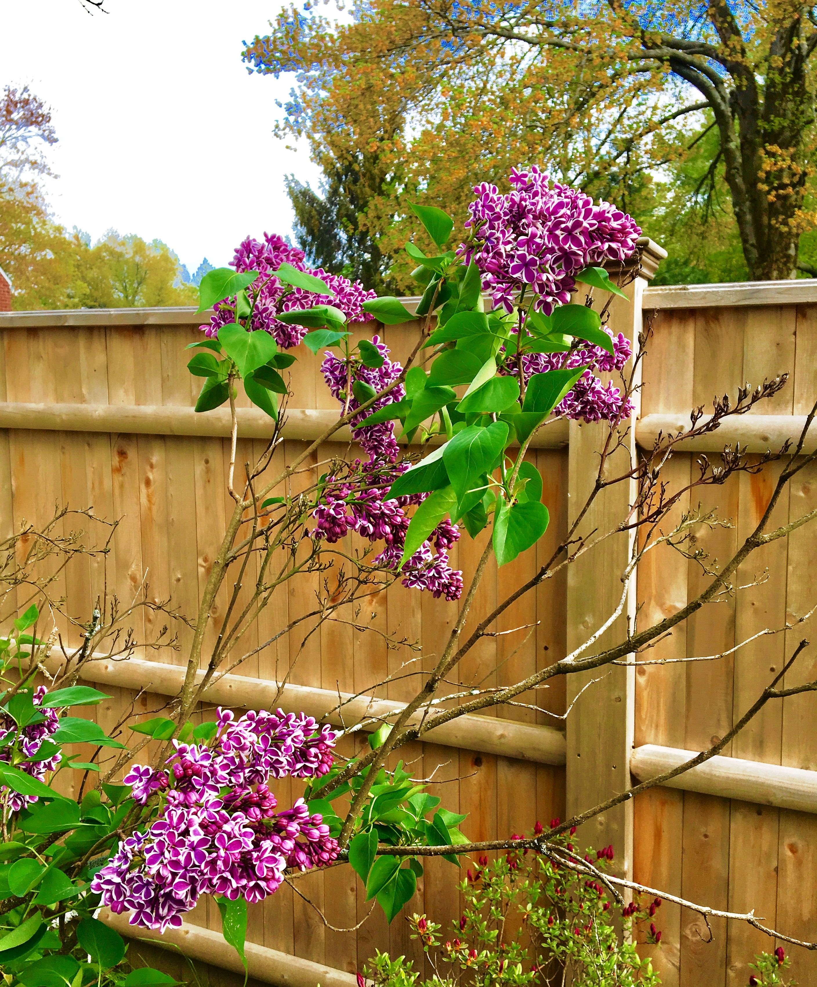Lilacs in our back yard.jpg