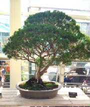 Bonsai in Brooklyn Botanic Garden.JPG