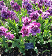 Brooklyn Botanic Garden purple tulips.JPG