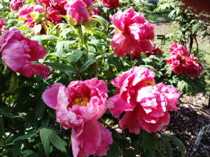 Brookyn Botanic Garden peonies.JPG