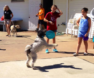 Phred catching Frisbee.JPG