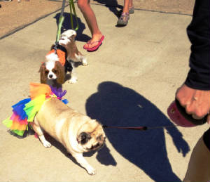 Doggiecostumeparade.JPG