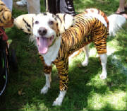 Dogputtingonthetiger.JPG