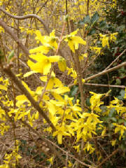 Forsythia.JPG