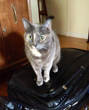 Jody on my suitcase.JPG