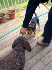 Latke and Zoey with hula hoop.JPG