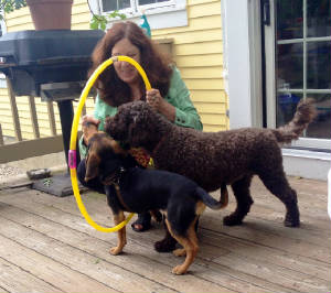 Latke and Zoey with hula hoop 2.JPG