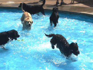 Latke and pals in pool 2013.JPG