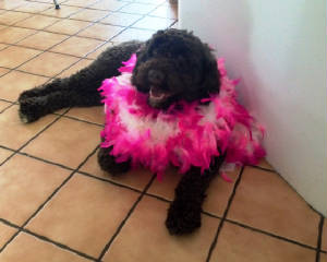 Latke in pink boa.JPG