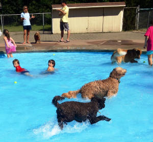 Latke in pool 2014 1.JPG