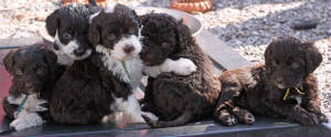 Lisaslitter5puppies.jpg