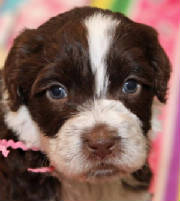 Lisaslitterbrownandwhitepuppy.jpg