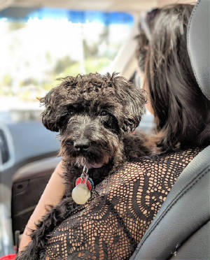 Luna in the car on the way to Josh's Deli.JPG