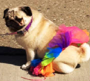 Pugintutu.JPG