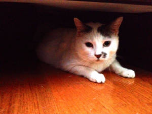 Wuftie hiding under the bed.JPG