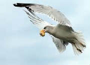 seagullwithbread.jpg