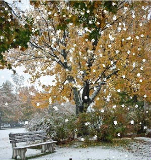 snowfallingonfalltrees.jpg