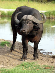 waterbuffalo2.jpg