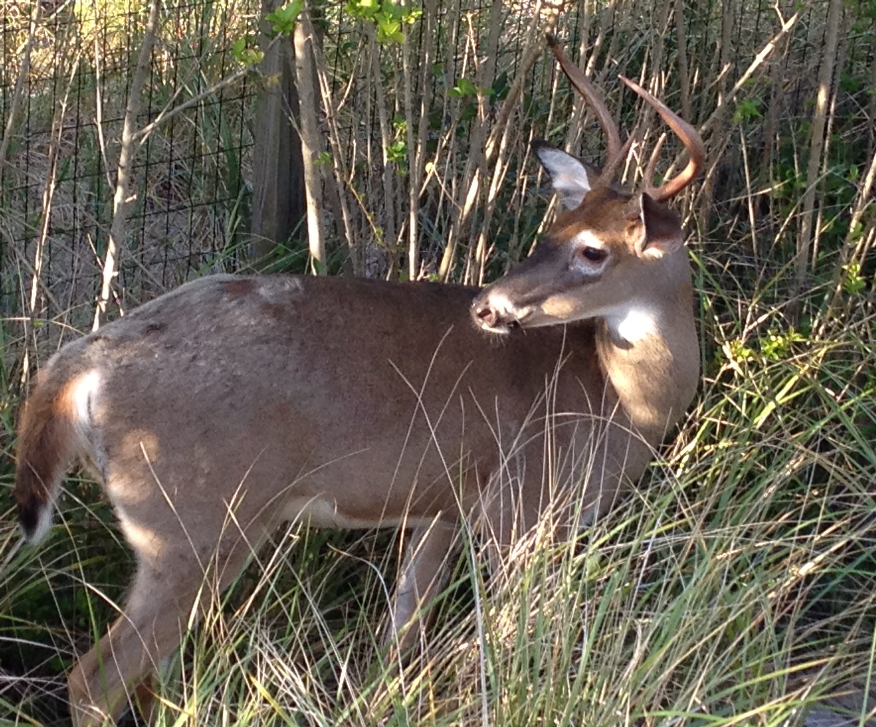 DeeronFireIsland.JPG