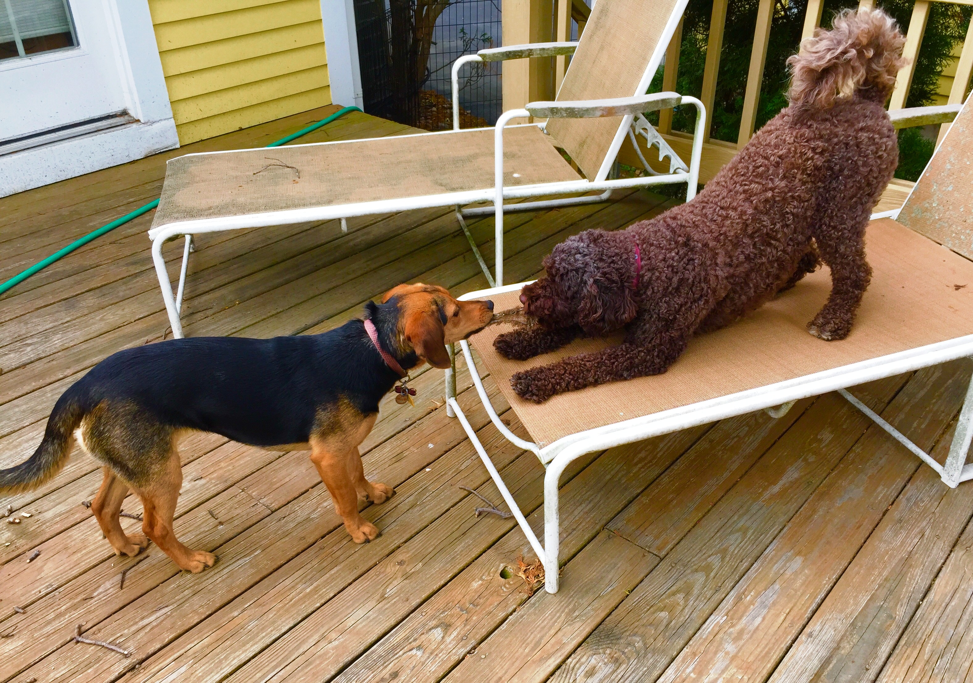 Latke and Zoey's tug of war.jpg