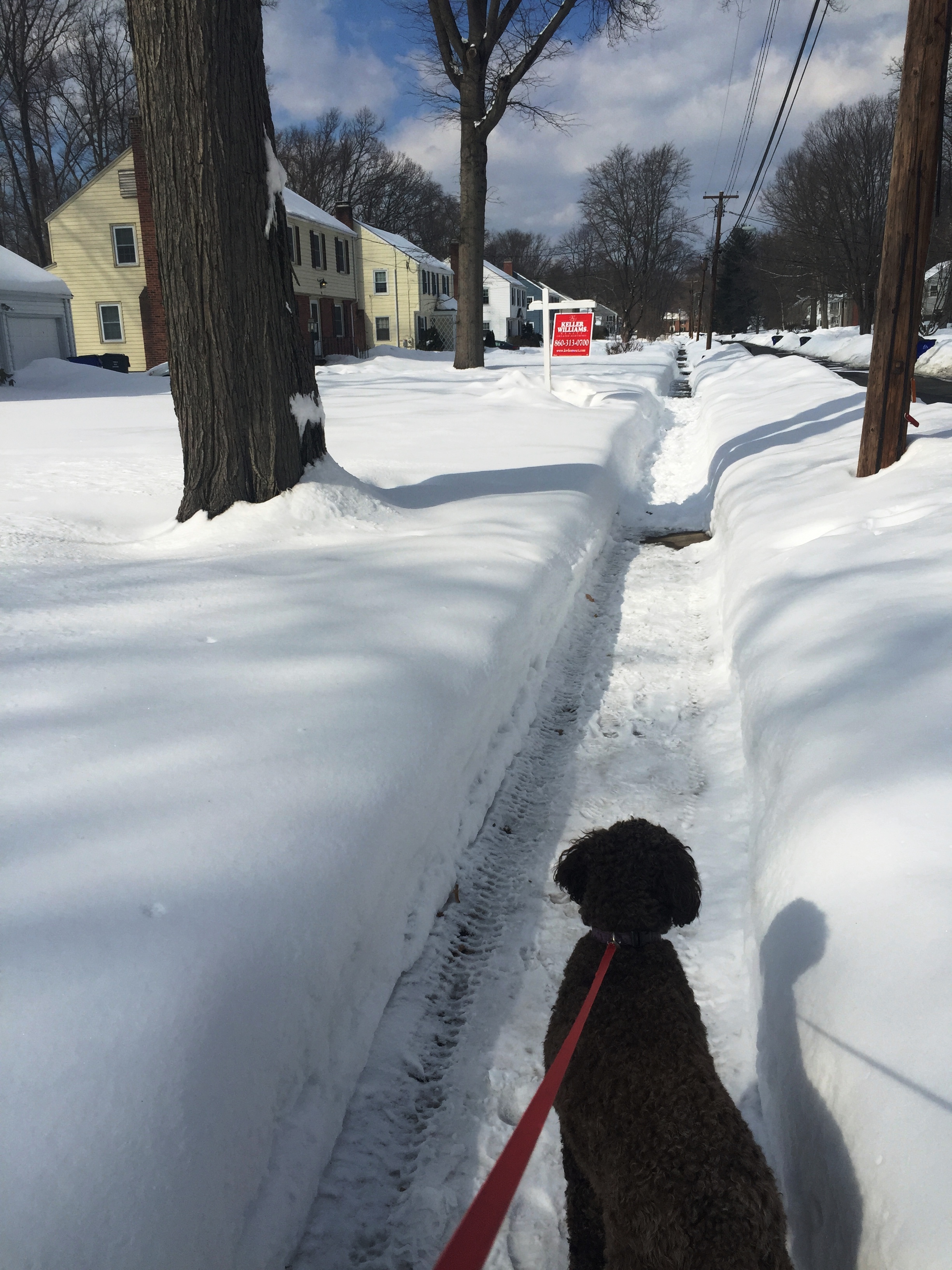 Latke helped me shovel Jackie's walk.JPG