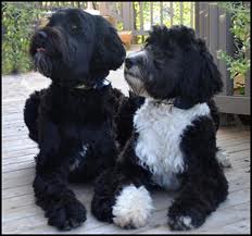 PortugueseWaterDogs.jpg