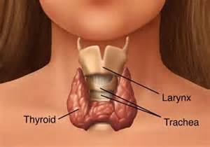 Thyroid gland in the neck.jpg