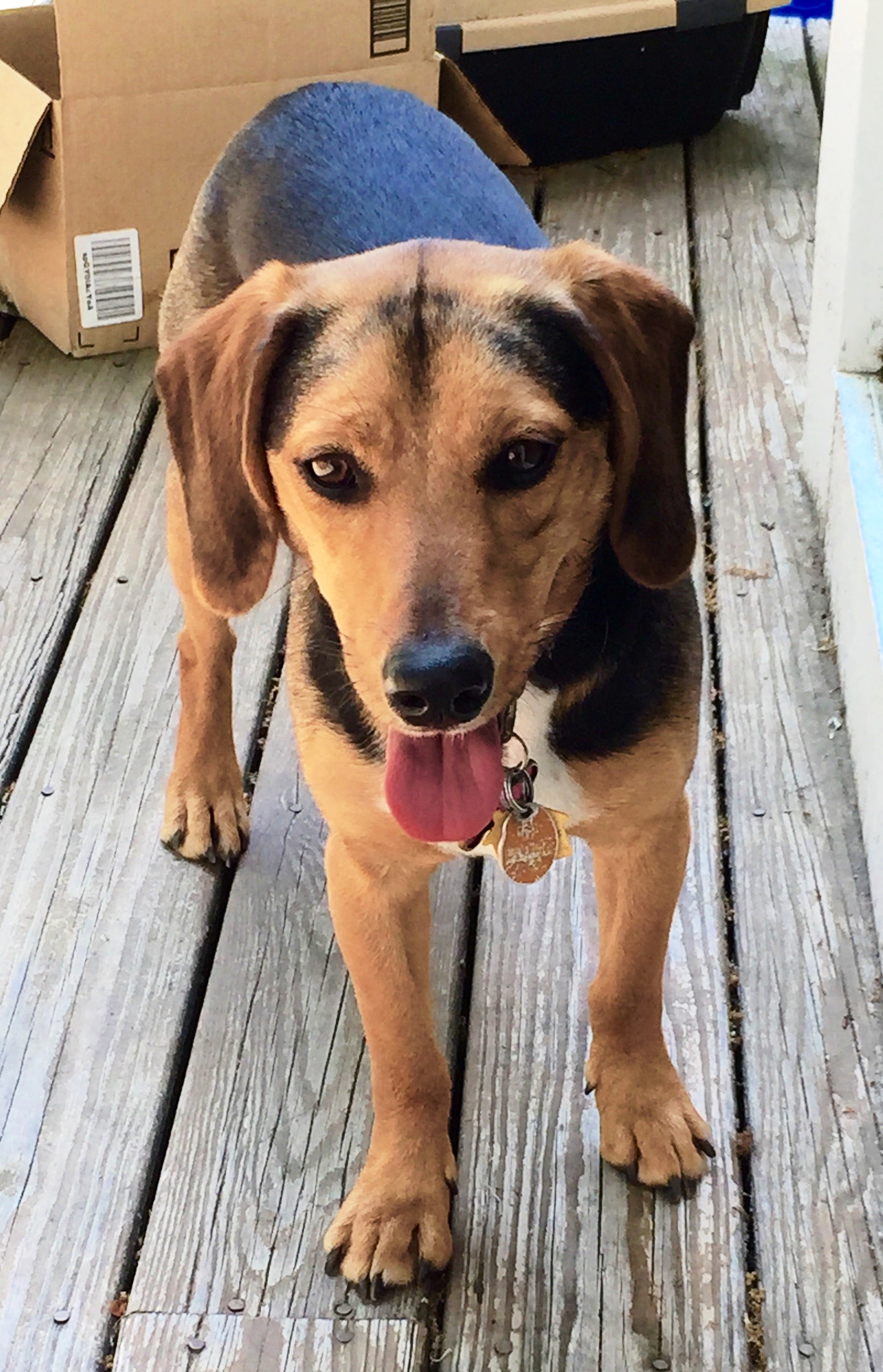 Zoey, Jackie's beagle German Shepherd mix.jpg