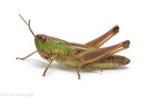 grasshopper.jpg