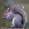 graysquirrelsideview.jpg